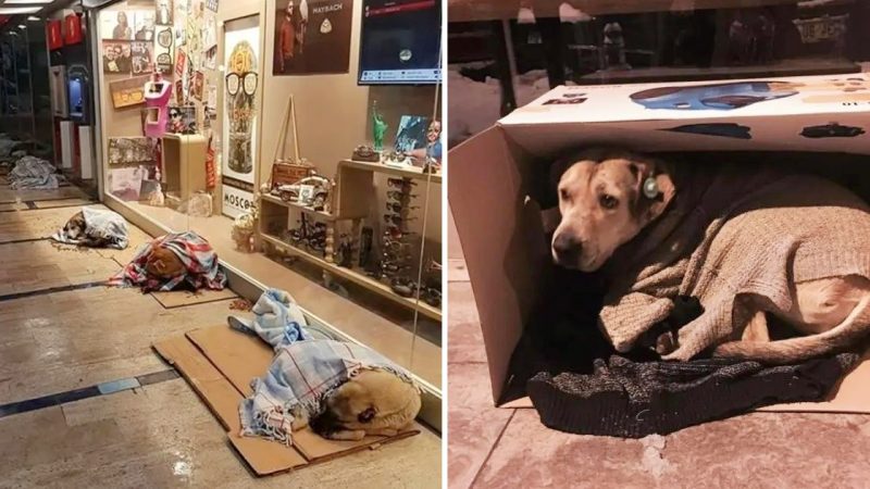 Acts of Kindness Warm Up Istanbul’s Chilly Streets for Stray Animals