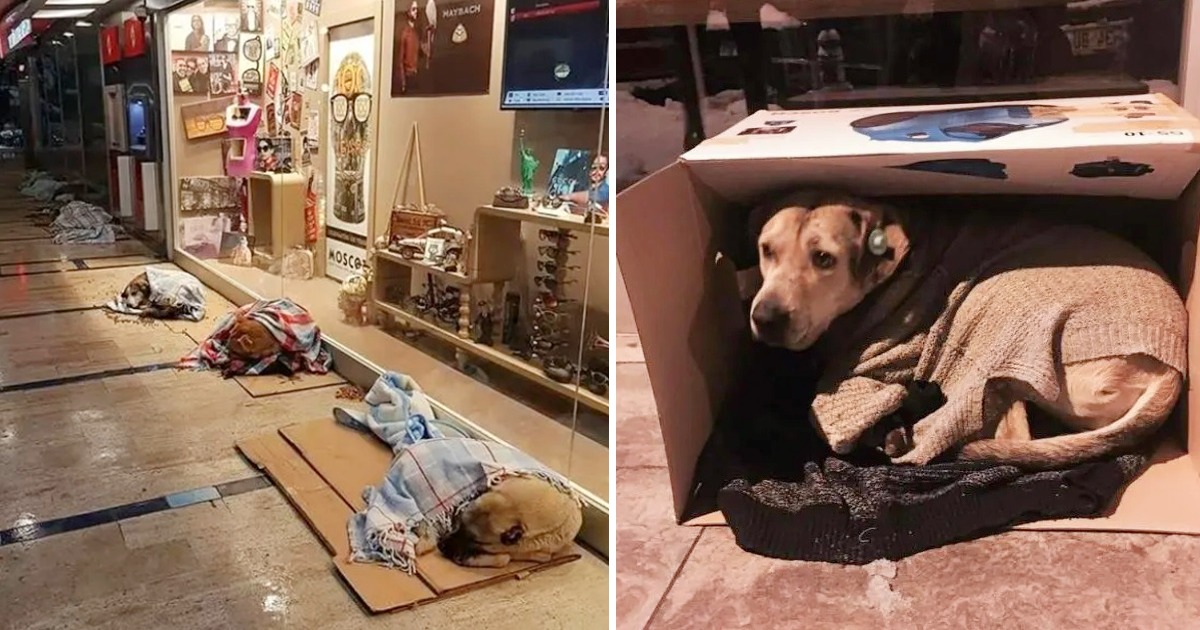 Acts of Kindness Warm Up Istanbul’s Chilly Streets for Stray Animals