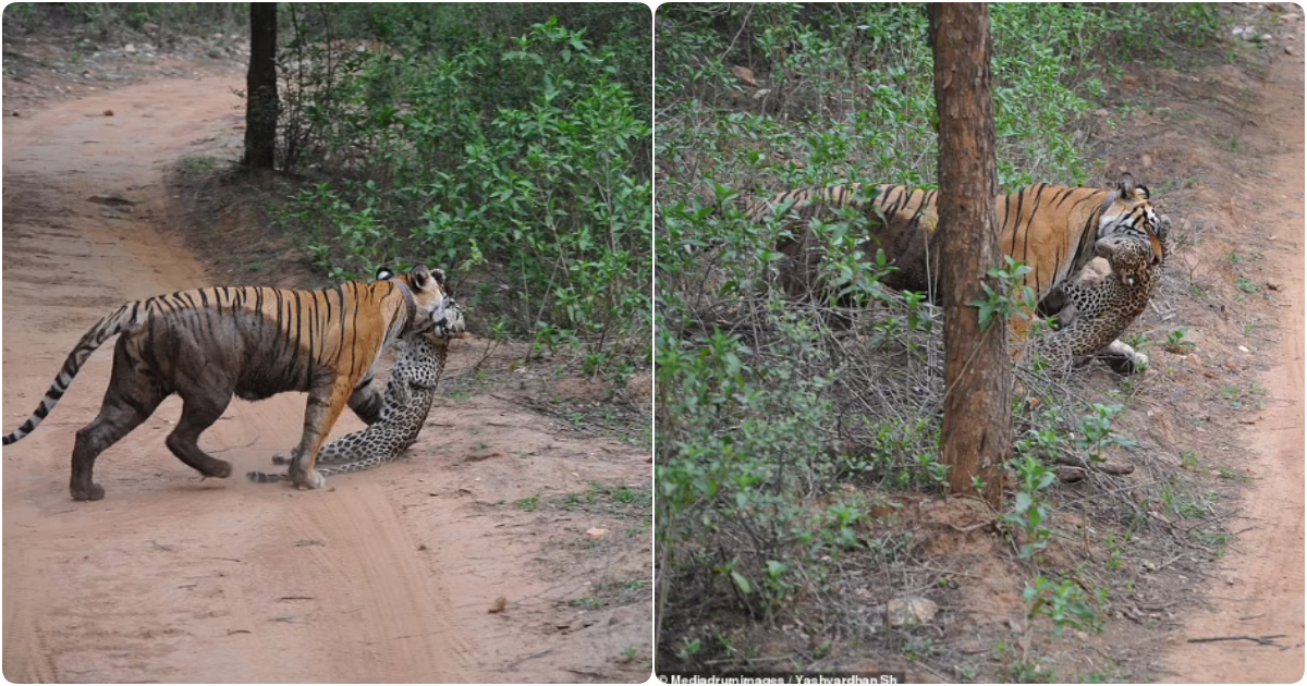 Tigress Claims Dominance in Intense Showdown, Securing Prey in the Heart of the Wilderness