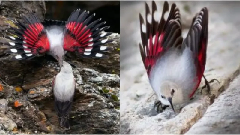 Whispers from the Cliffs: Unveiling the Enchanting World of the Wallcreeper (Tichodroma muraria)