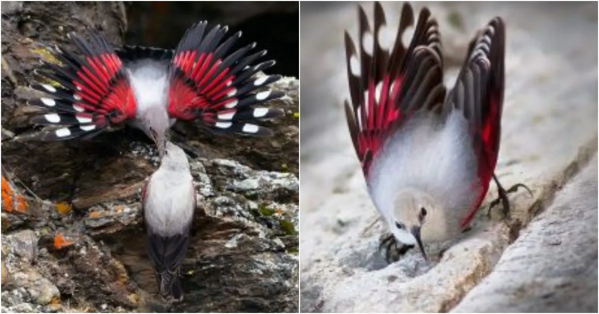 Whispers from the Cliffs: Unveiling the Enchanting World of the Wallcreeper (Tichodroma muraria)