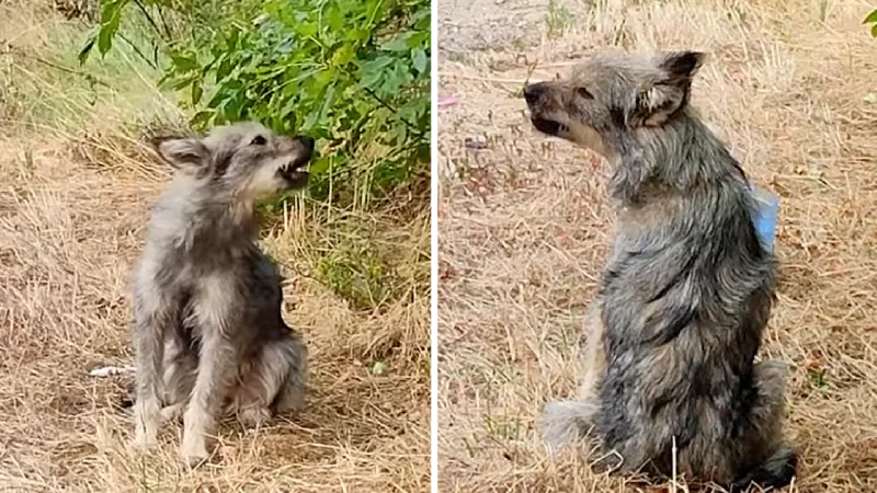 Resilience and Redemption: The Heartrending Journey of Peggy, the Abandoned Dog