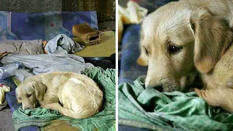 Heartrending Tale of Loyalty: Stray Dog’s Unwavering Devotion to Departed Beggar Friend