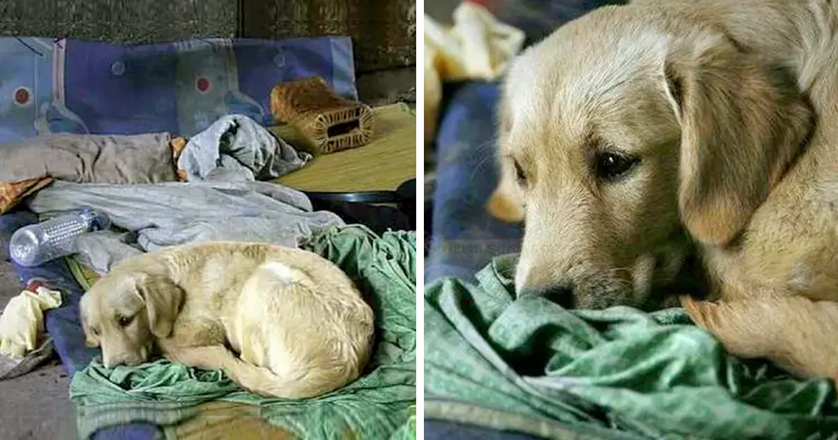 Heartrending Tale of Loyalty: Stray Dog’s Unwavering Devotion to Departed Beggar Friend