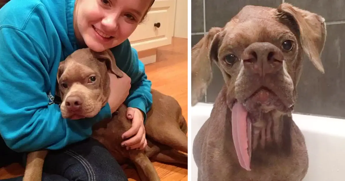 Resilience and Unconditional Love: The Remarkable Journey of Murray, the Dog with a Scary Face