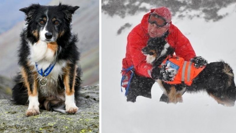 Mountain dog receives an award for more than 200 rescues in 11 years of service