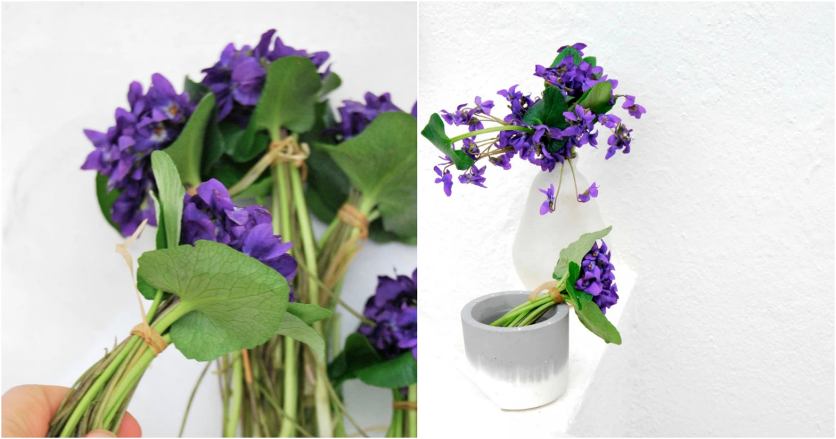 Creating Alluring Displays: A Guide to Arranging Violet Flowers