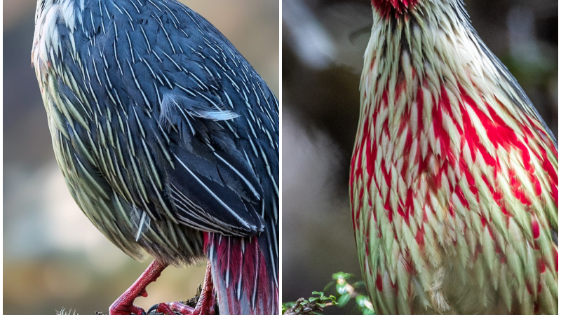 “Enchanting Discovery: Unveiling the Blood Pheasant of the Himalayas”