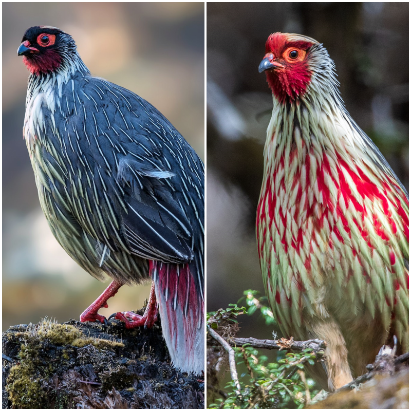 “Enchanting Discovery: Unveiling the Blood Pheasant of the Himalayas”