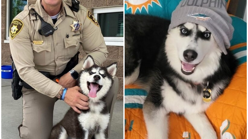 “From Trauma to Triumph: Husky’s Journey from Hot Car Horror to Heartwarming Happiness”