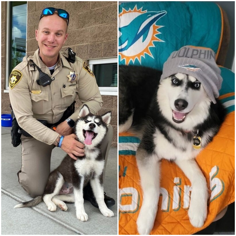 “From Trauma to Triumph: Husky’s Journey from Hot Car Horror to Heartwarming Happiness”