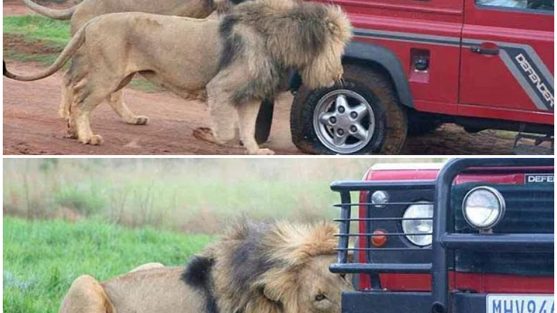 In a gripping incident, terrified tourists witnessed a lion feasting on the tires of their vehicle during a safari drive in Tanzania.