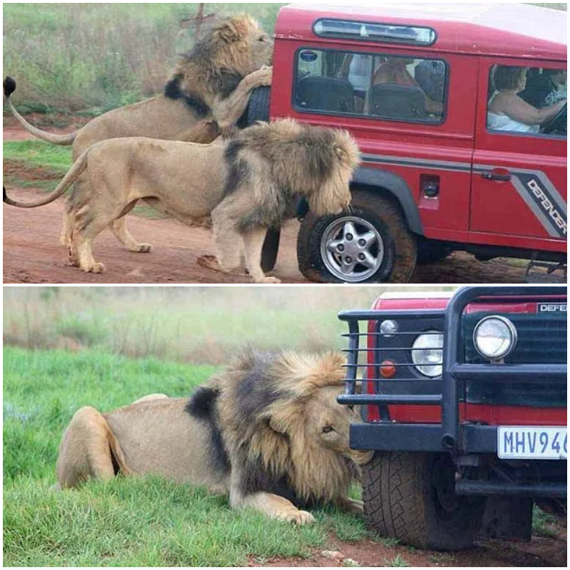 In a gripping incident, terrified tourists witnessed a lion feasting on the tires of their vehicle during a safari drive in Tanzania.
