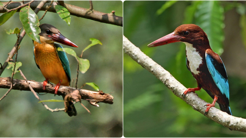 The Enigmatic Spectacled Broadbill: A Tale of Nature’s Living Artistry