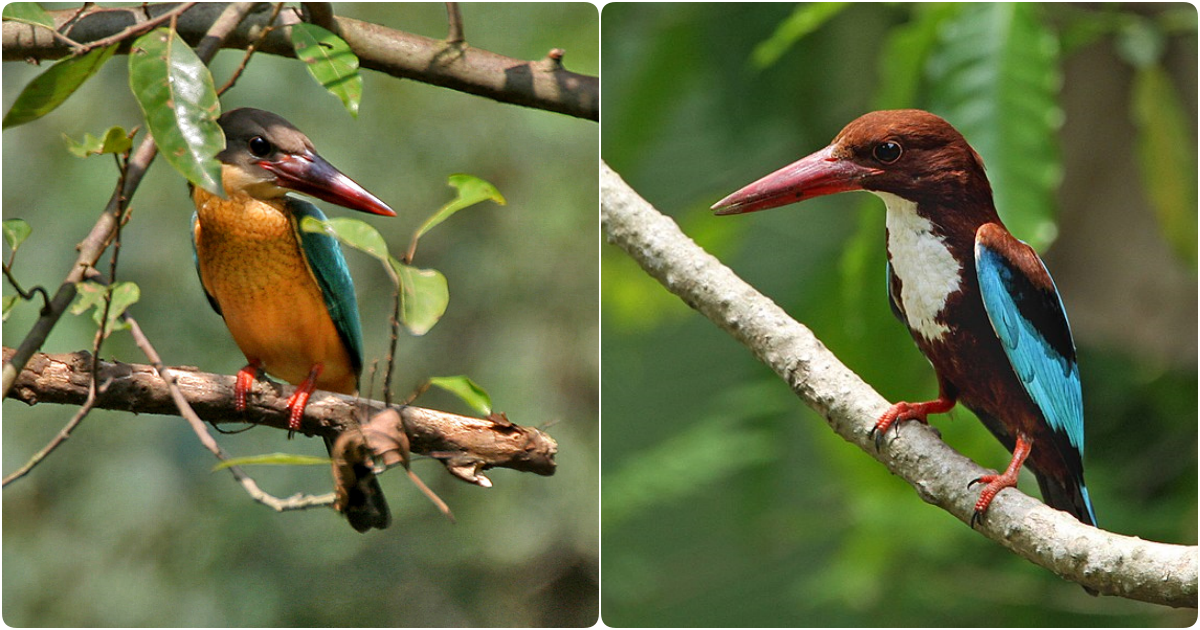 The Enigmatic Spectacled Broadbill: A Tale of Nature’s Living Artistry