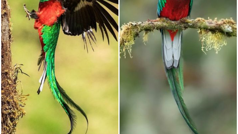 The Magnificent Quetzal: A Breathtaking Tale of Beauty and Legend