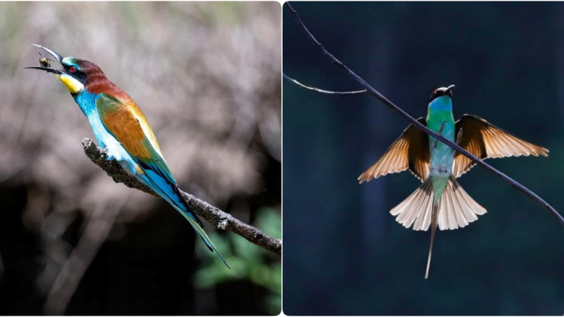 The European Bee-Eater (Merops apiaster): A Marvel of Color and Behavior