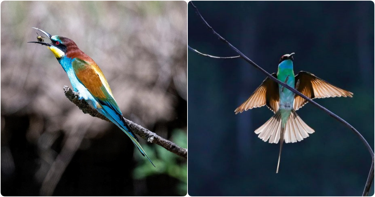 The European Bee-Eater (Merops apiaster): A Marvel of Color and Behavior
