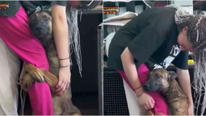 Shelter dog clung to girl’s leg to ‘beg’ to be adopted. he was desperate