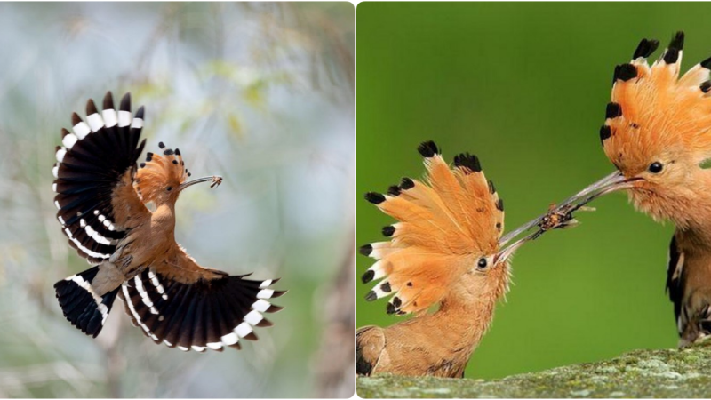 The Hoopoe – A Symbol of Overcoming Challenges and Perseverance