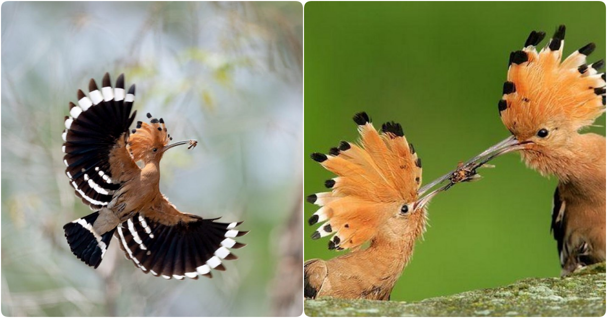 The Hoopoe – A Symbol of Overcoming Challenges and Perseverance