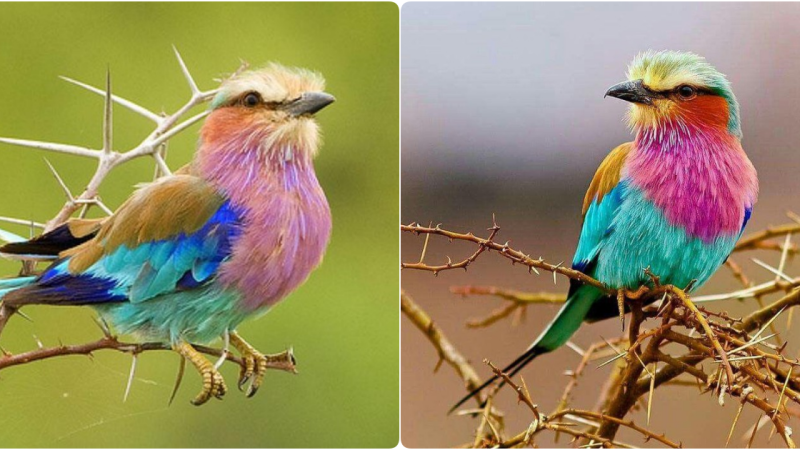 Lilac-Breasted Roller: A Colorful Marvel of the African Skies