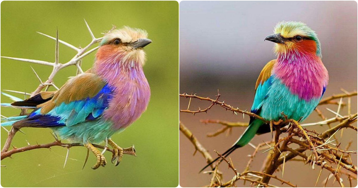 Lilac-Breasted Roller: A Colorful Marvel of the African Skies
