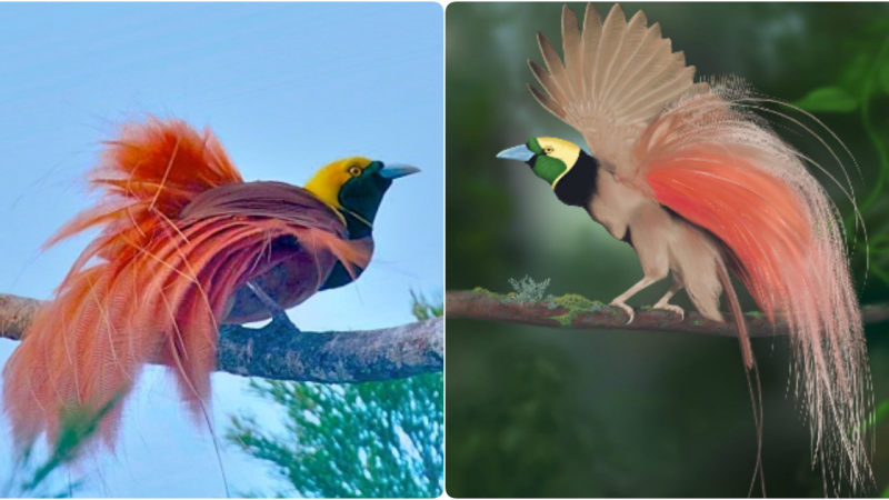 “Enchanting Elegance: Unveiling the Allure of Paradise Birds and their Captivating Courtship Displays”