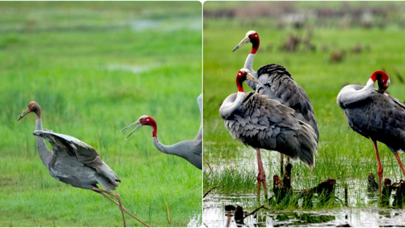 The Majestic Red-Crowned Crane: A Rarity in Southern Vietnam’s Wilderness