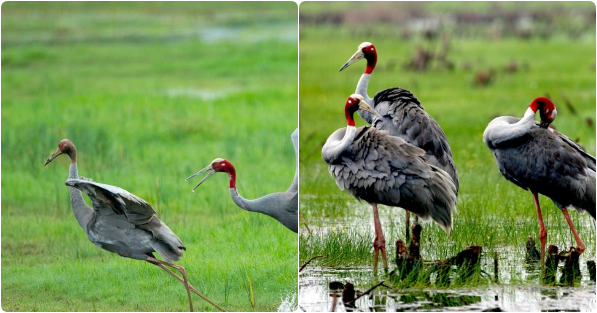 The Majestic Red-Crowned Crane: A Rarity in Southern Vietnam’s Wilderness