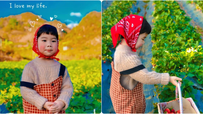 Little Boom’s Rosy Cheeks Shine Bright Amidst Strawberry-Picking Adventure