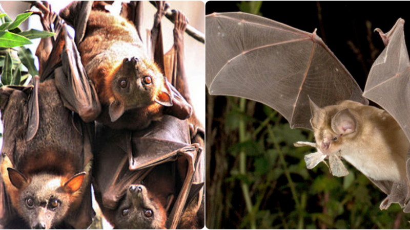 Unveiling the Sonic Mastery of Bats: Navigating the Night with Unseen Precision