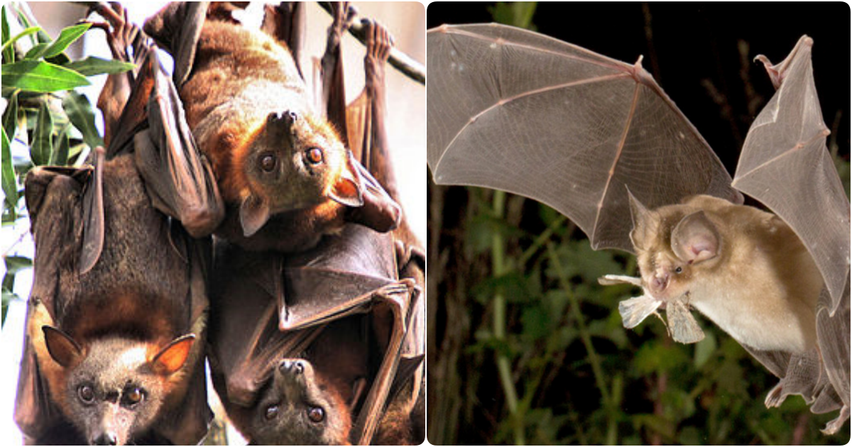 Unveiling the Sonic Mastery of Bats: Navigating the Night with Unseen Precision