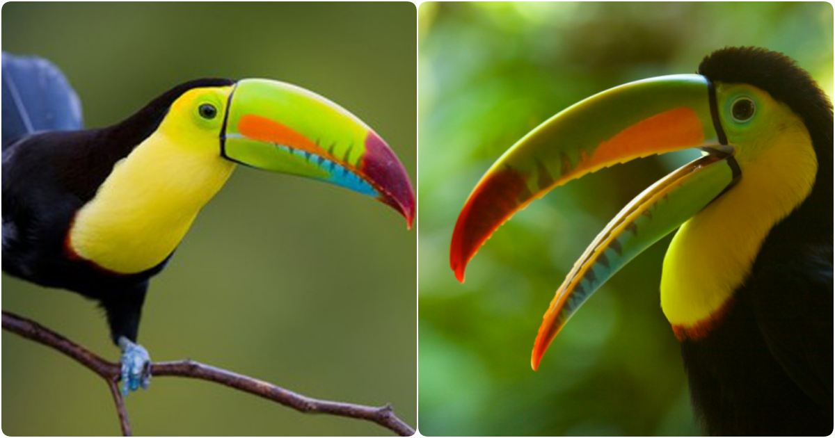 Explore the Marvelous Beauty of the Toco Toucan (Ramphastos sulfuratus) – The Romantic Spirit of the Tropical Forest