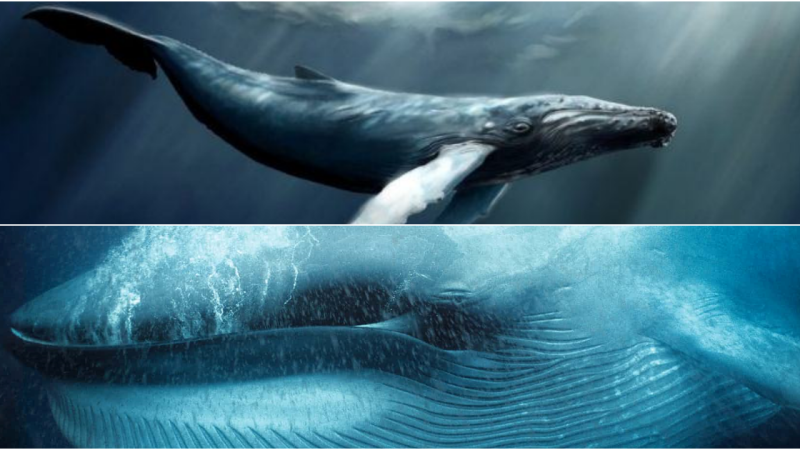 “Unleashing the Climate Warriors: How Whales Hold the Power of Thousands of Trees”