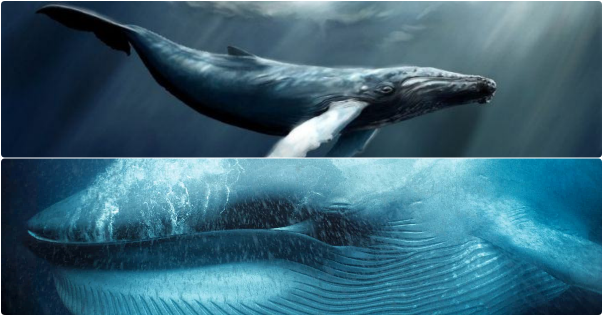 “Unleashing the Climate Warriors: How Whales Hold the Power of Thousands of Trees”