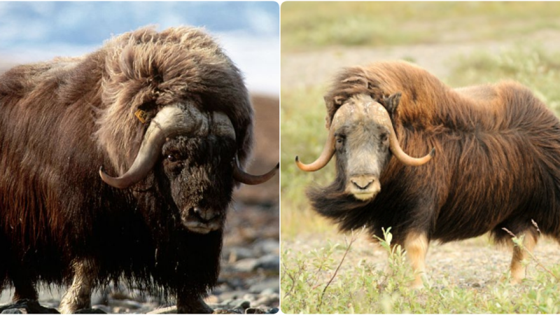 Aromatic Strategies for Arctic Survival: The Intriguing Behavior of Musk Oxen
