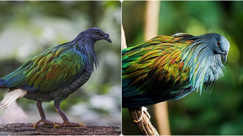 Unveiling the Enigma of the Exquisite Nicobar Pigeon Exclusive to Con Dao, Vietnam