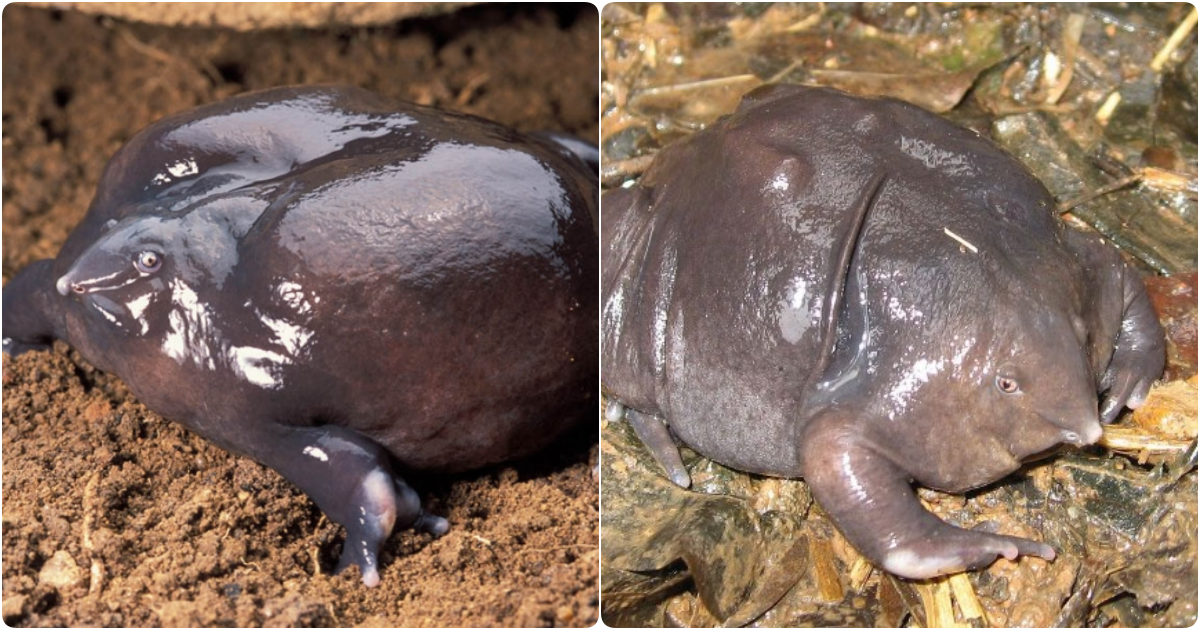 Unveiling the Enigmatic World of the Purple Frogs: Mysterious Creatures of India’s Ghats Mountains