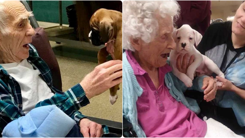 Heartwarming Delight: Elderly Residents and Playful Puppies Unite in a Symphony of Happiness