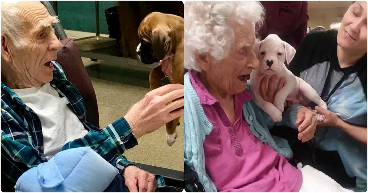 Heartwarming Delight: Elderly Residents and Playful Puppies Unite in a Symphony of Happiness