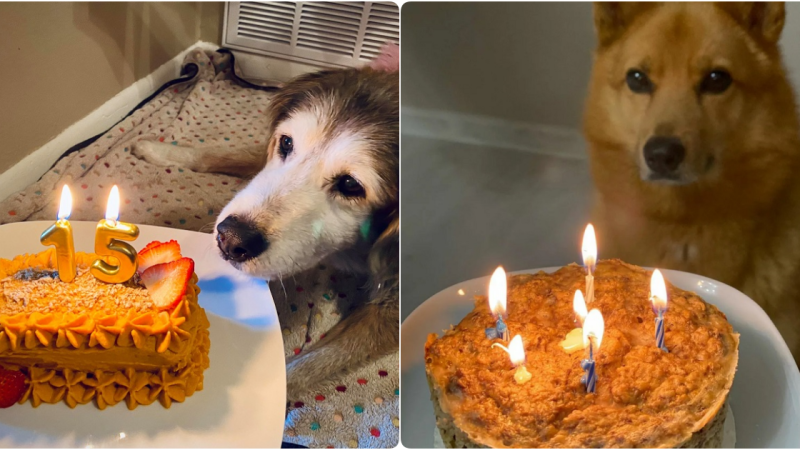 A Heartfelt Celebration: A Tearful Birthday Party for a Loyal Companion of 15 Years