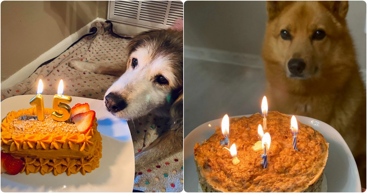 A Heartfelt Celebration: A Tearful Birthday Party for a Loyal Companion of 15 Years