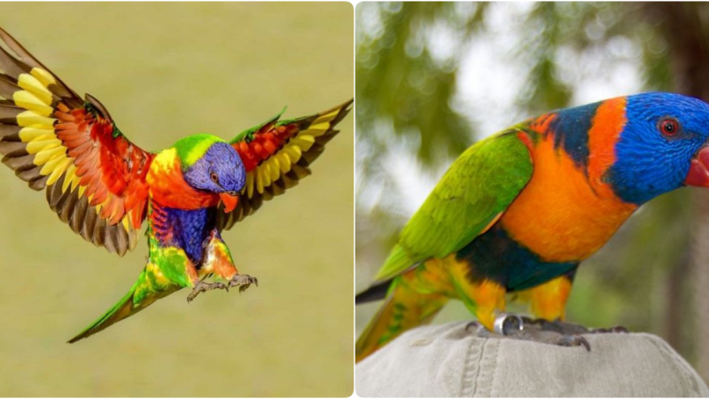 The Rainbow Lorikeet: A Vivid Portrait of Nature’s Artistry and Playfulness