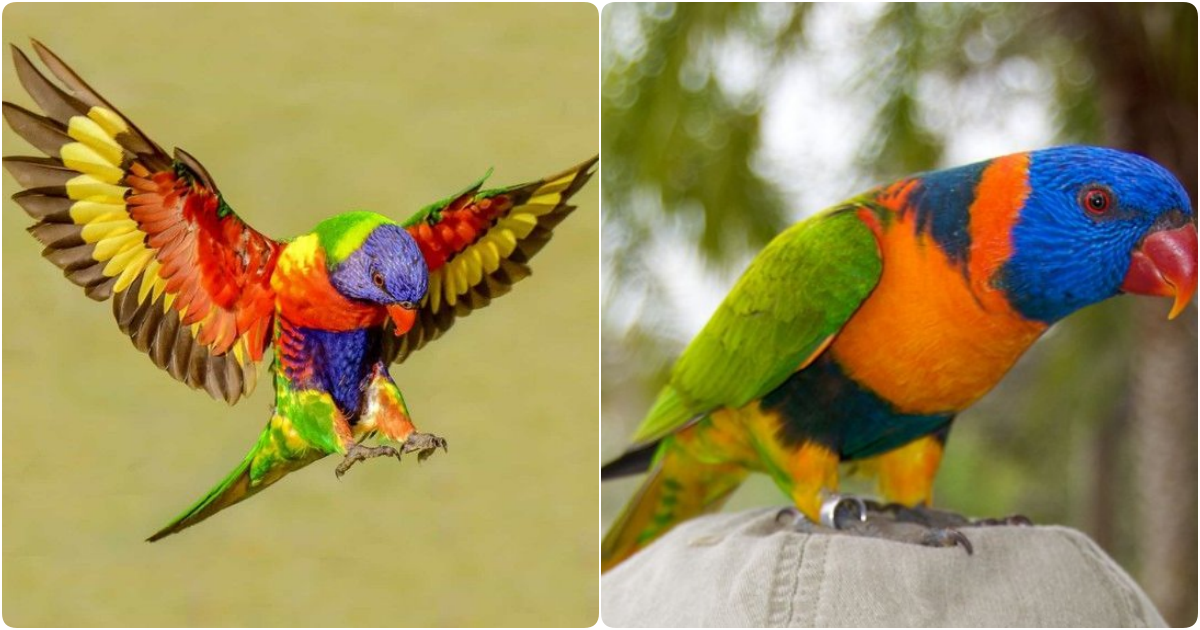 The Rainbow Lorikeet: A Vivid Portrait of Nature’s Artistry and Playfulness