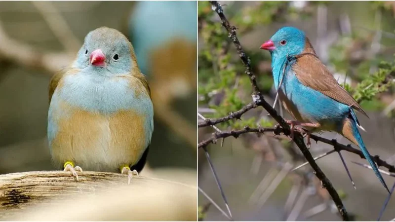 Kenya’s Wildlife Extravaganza: The Enchanting Blue-Capped Cordon-Bleu