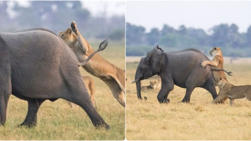 A Miraculous Escape: Baby Elephant’s Encounter with Lions