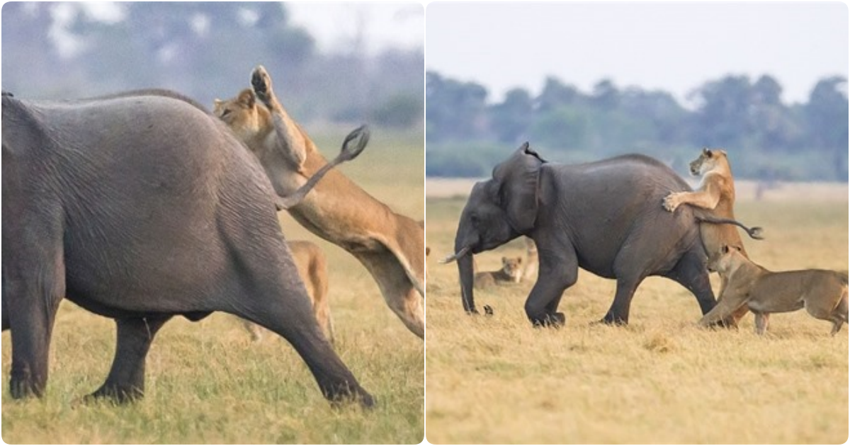 A Miraculous Escape: Baby Elephant’s Encounter with Lions