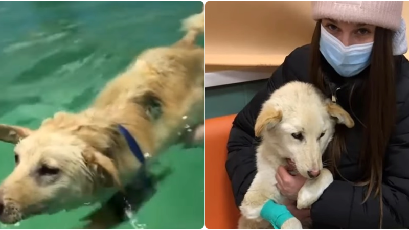 A Frail Puppy’s Triumph Over Adversity: From Suffering on Icy Snow to Victorious Resilience