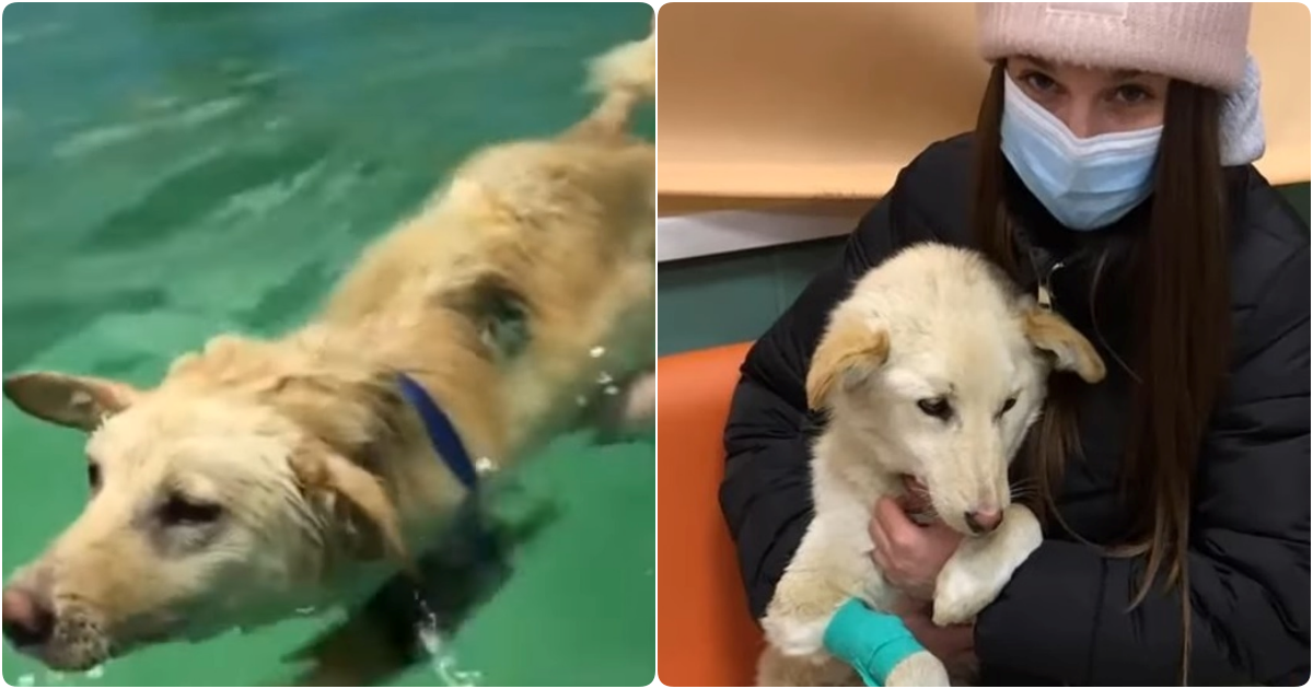 A Frail Puppy’s Triumph Over Adversity: From Suffering on Icy Snow to Victorious Resilience